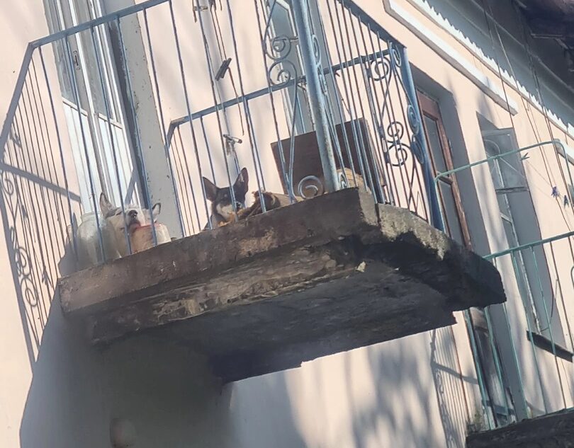 В Тверской области хозяева постоянно запирают собак на балконе В Тверской области хозяева постоянно запирают собак на балконе