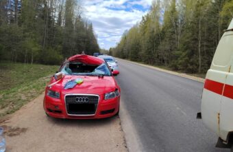 Выбежавший на дорогу лось попал под колёса "Ауди" в Тверской области Выбежавший на дорогу лось попал под колёса "Ауди" в Тверской области