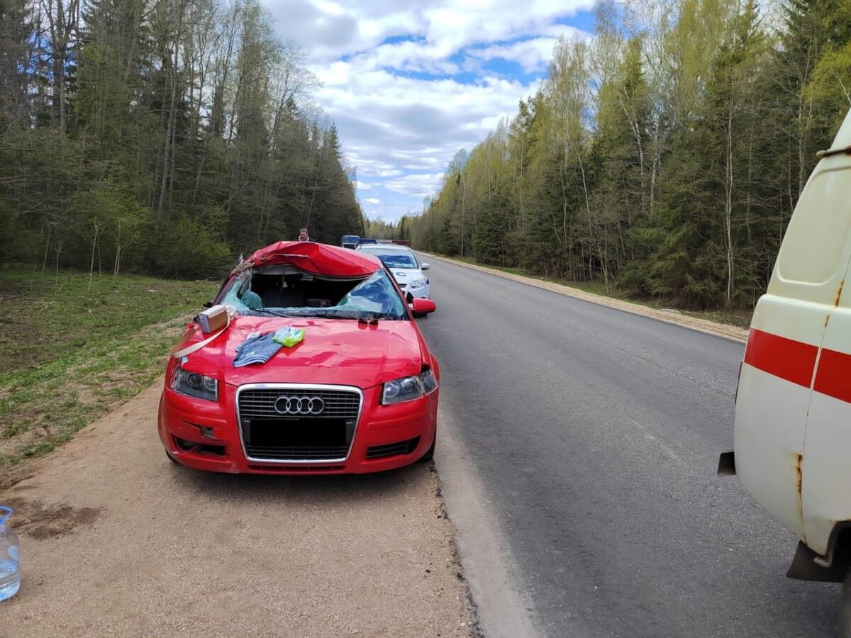 Выбежавший на дорогу лось попал под колёса "Ауди" в Тверской области