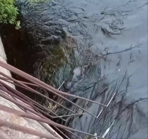 В Твери бобер боролся со стихией