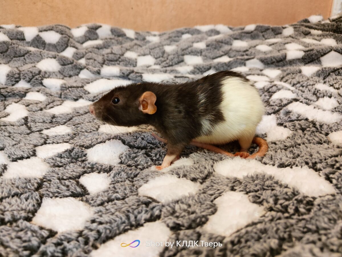 Брошенной крысе из Твери в Москве удалили огромную опухоль