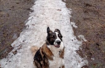 В Тверской области собаку спасли от усыпления