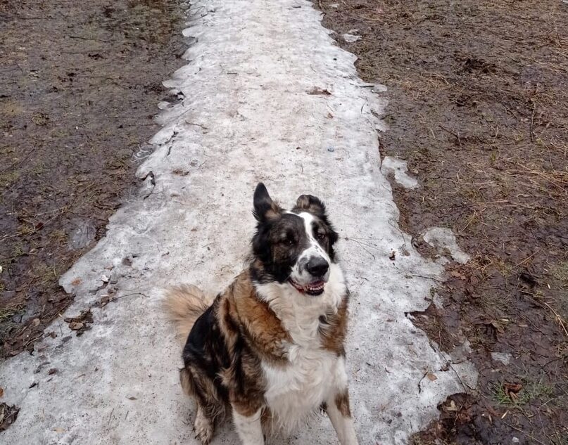 В Тверской области собаку спасли от усыпления