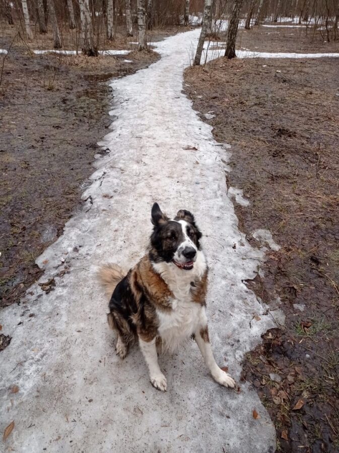 В Тверской области собаку спасли от усыпления