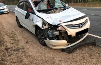 В Тверской области "Хёндай" наехал на перебегавшего дорогу лося