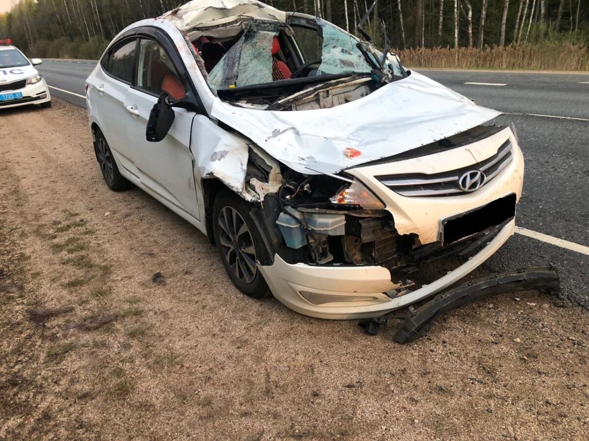 В Тверской области "Хёндай" наехал на перебегавшего дорогу лося