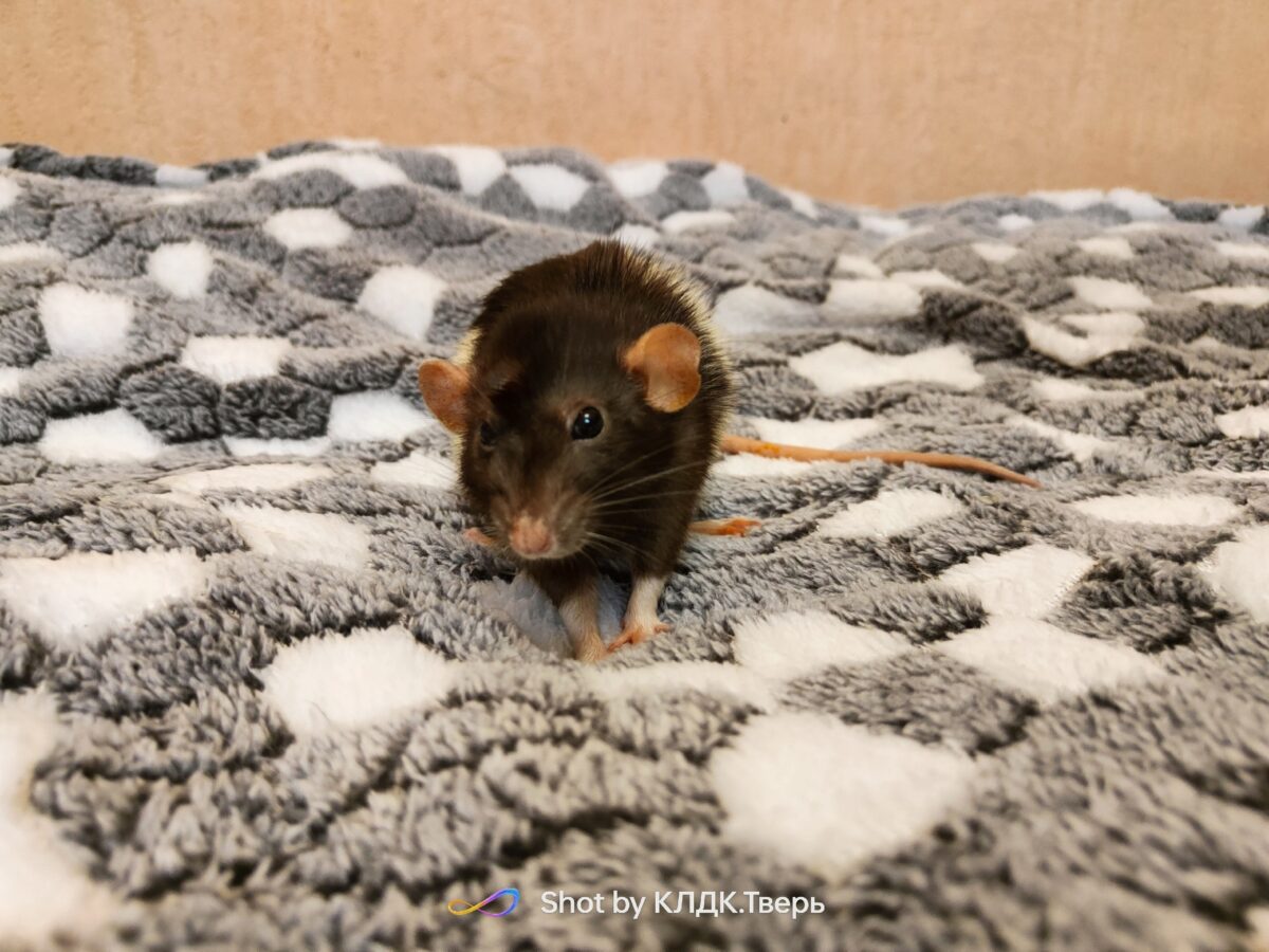 Брошенной крысе из Твери в Москве удалили огромную опухоль