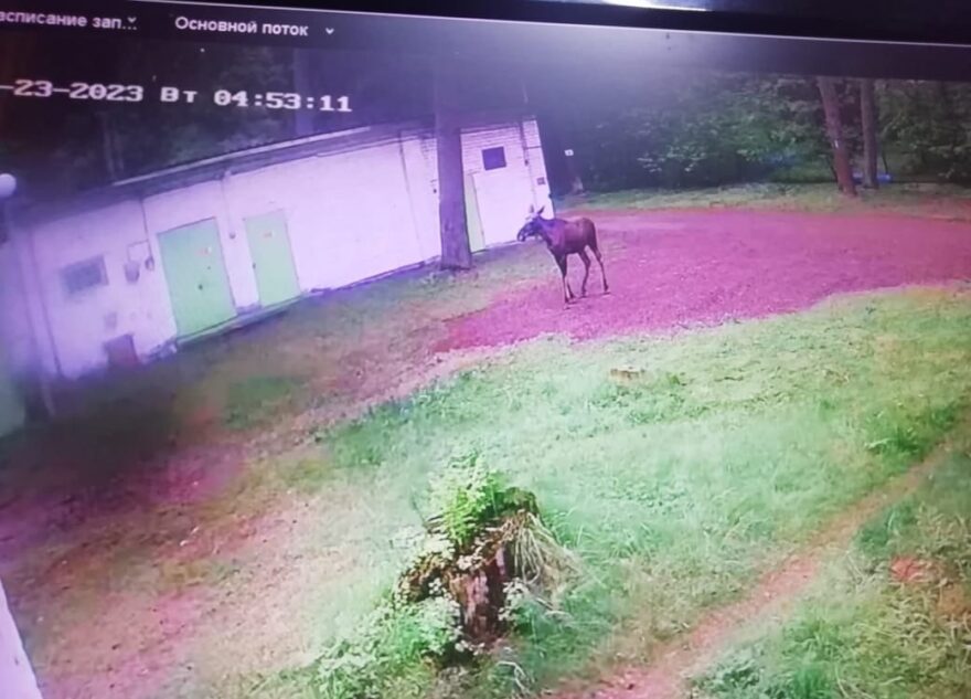 В лагере под Тверью в первую смену заехал лось