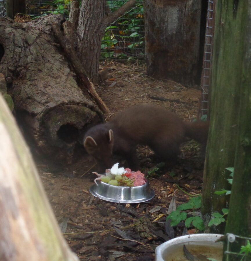В Тверской области собаки стали няньками для куницы