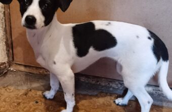 В Тверской области ищут хозяина собаки из разбитой машины В Тверской области ищут хозяина собаки из разбитой машины