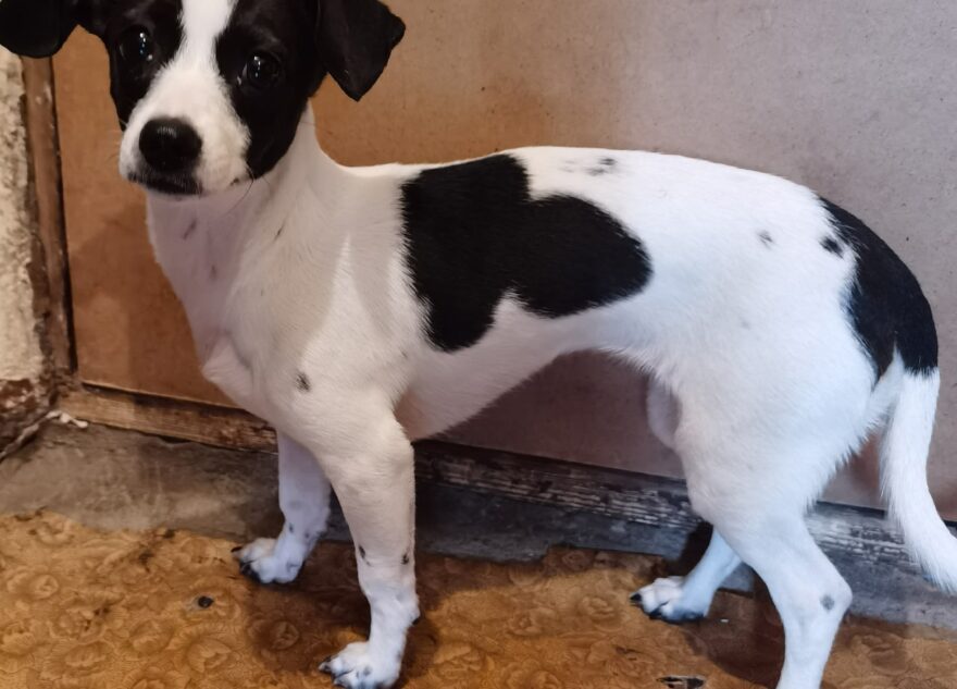 В Тверской области ищут хозяина собаки из разбитой машины