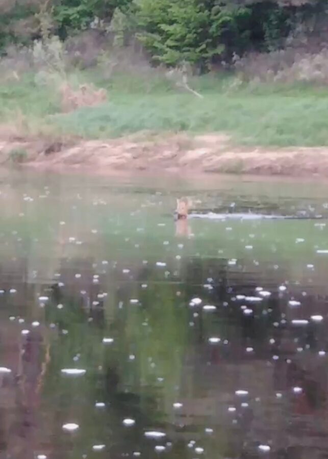 Житель Тверской области встретил олененка во время рыбалки