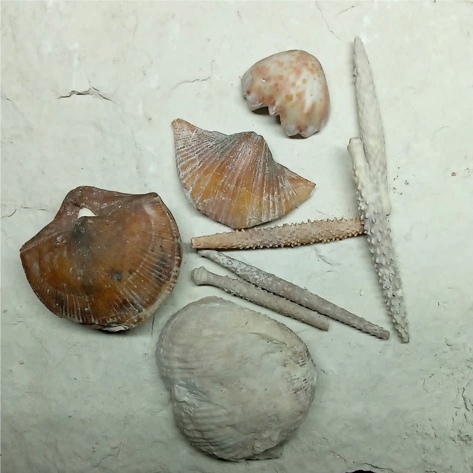 В Тверской области закрыли разработку карьера с древностями