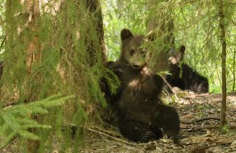 Биологи Центра спасения в Тверской области показали, как выросли медвежата