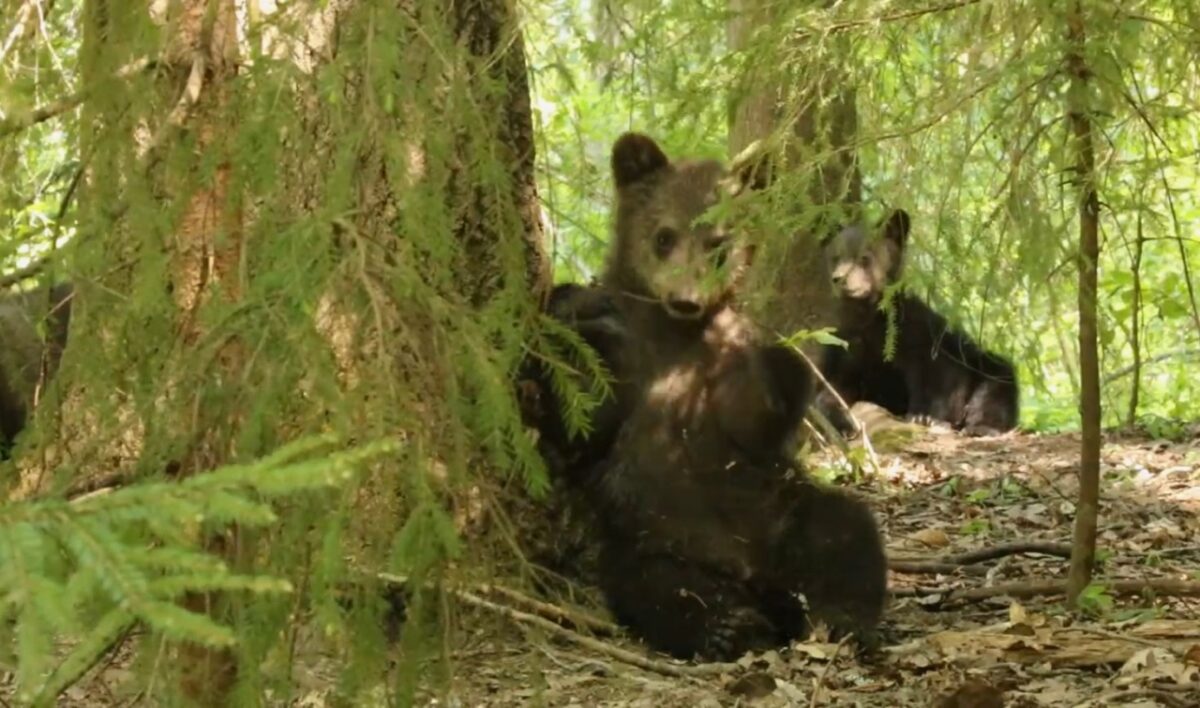 Биологи Центра спасения в Тверской области показали, как выросли медвежата