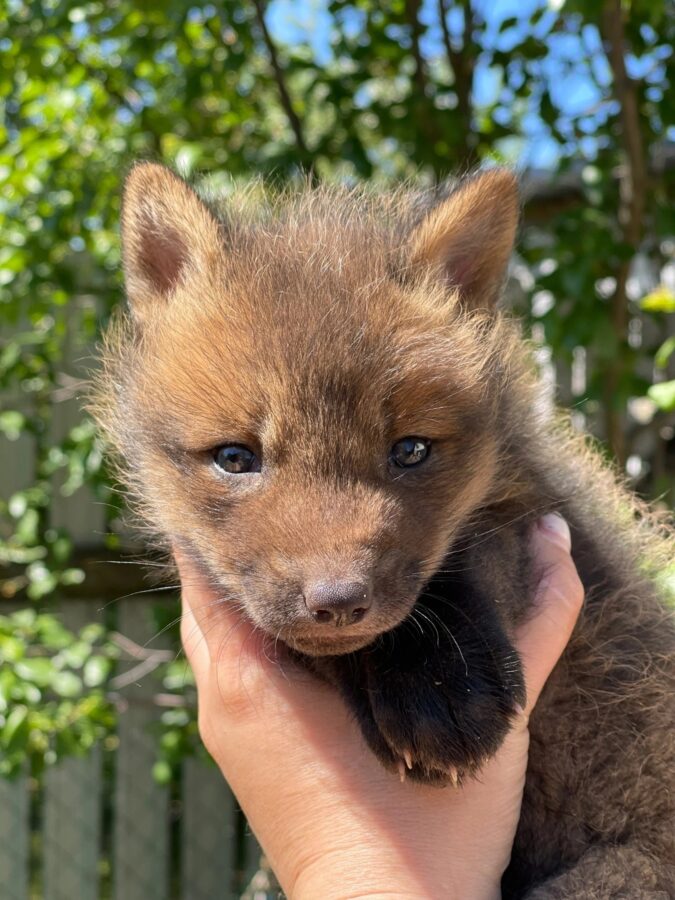 Жители Тверской области не дали пустить лису на шубу