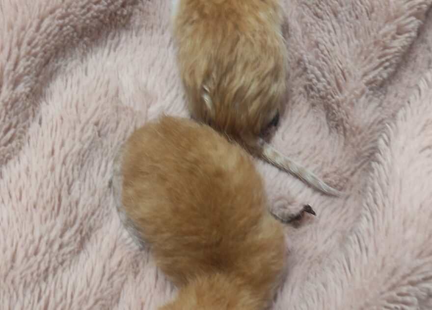 В Твери в мусорный бак выбросили двух малышей