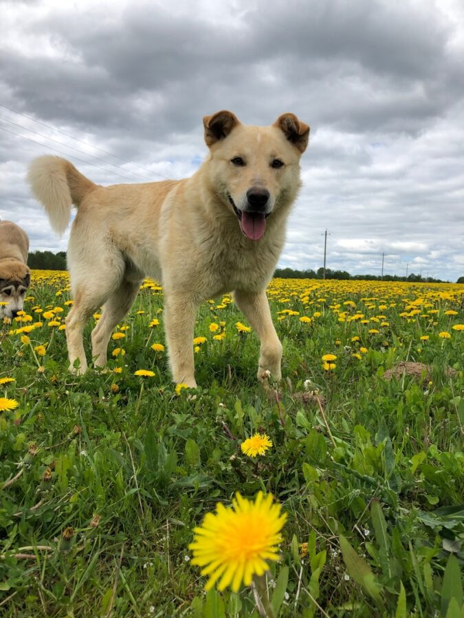 Любовь тверских биологов превратила угрюмую собаку в счастливого друга