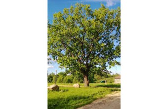 Жителей Тверской области приглашают проголосовать за 200-летний дуб