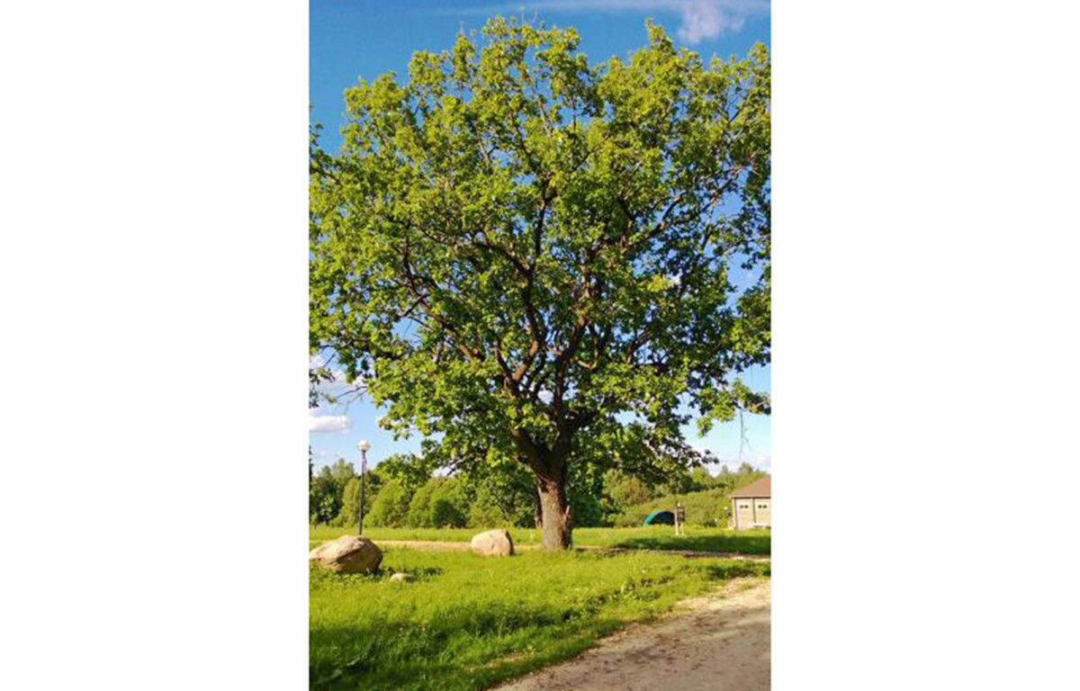 Жителей Тверской области приглашают проголосовать за 200-летний дуб