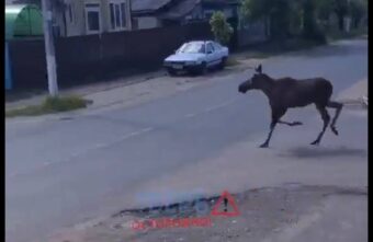 В Твери лосенок гуляет по улицам города