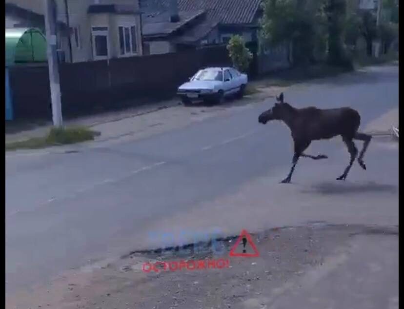 В Твери лосенок гуляет по улицам города