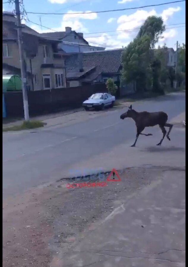 В Твери лосенок гуляет по улицам города