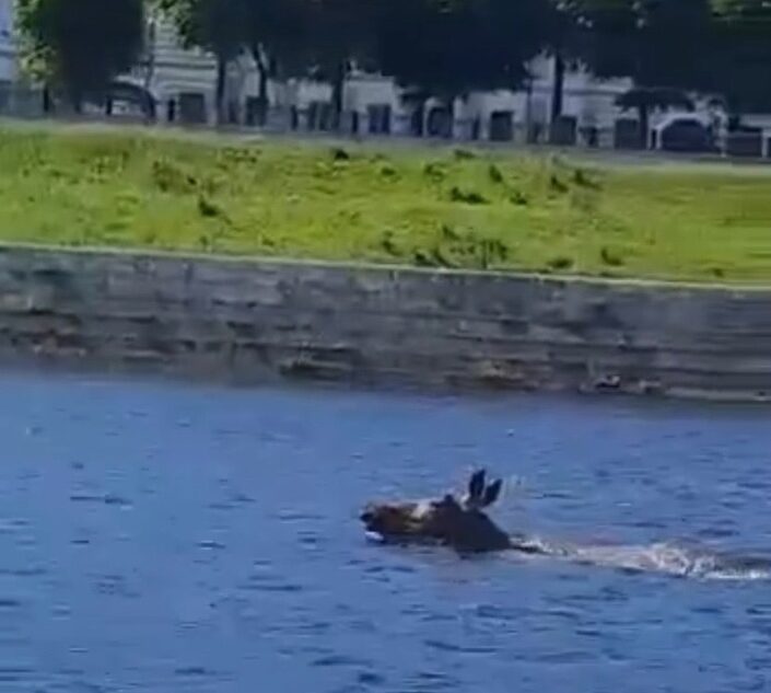 Лосенок переплывает Волгу в центре Твери