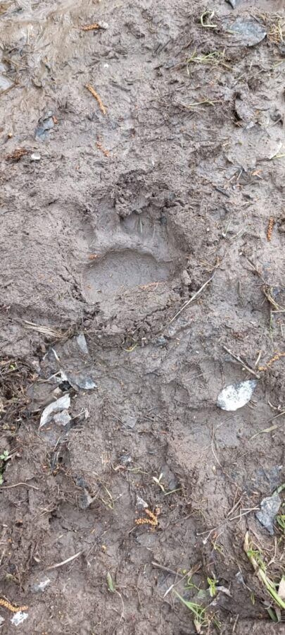 Под Тверью жителей деревень напугал крупный медведь