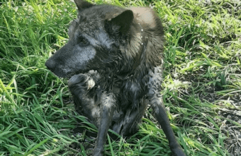 В Твери ищут передержку для старого пса, спасённого из канавы В Твери ищут передержку для старого пса, спасённого из канавы
