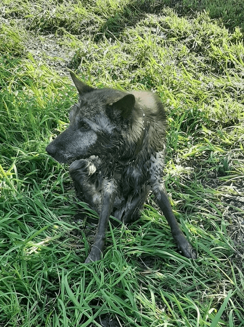В Твери ищут передержку для старого пса, спасённого из канавы