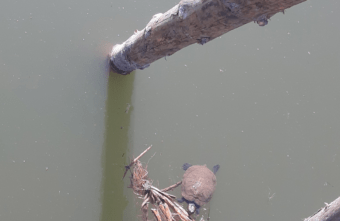 В городе Тверской области в реке поселилась черепаха