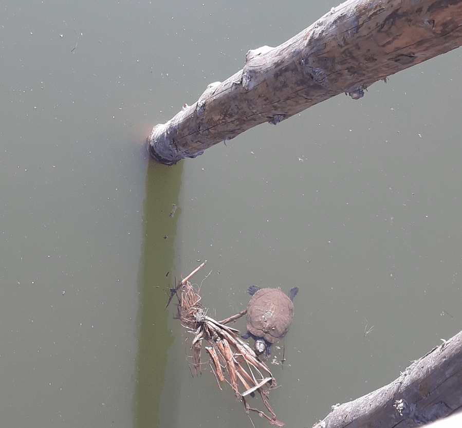 В городе Тверской области в реке поселилась черепаха