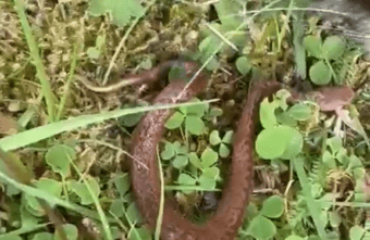 Кошки из Тверской области охраняют своих хозяев от змей