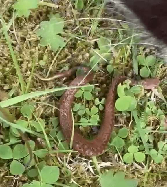Кошки из Тверской области охраняют своих хозяев от змей