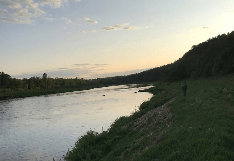 Лоси соревнуются в плавании в Тверской области