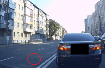 Птенца спасли с проезжей части в Твери