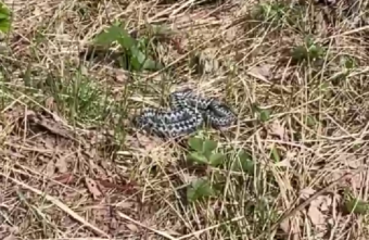 Будьте осторожны: в Тверской области у гадюк начался брачный сезон Будьте осторожны: в Тверской области у гадюк начался брачный сезон