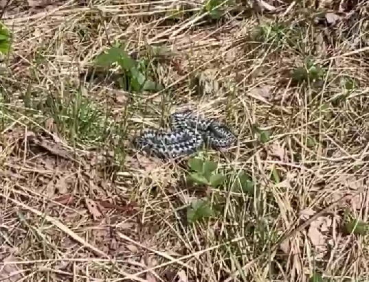 Будьте осторожны: в Тверской области у гадюк начался брачный сезон