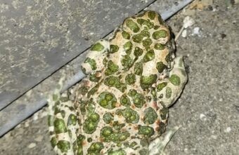 В Твери гуляют очень редкие жабы В Твери гуляют очень редкие жабы