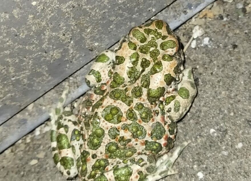 В Твери гуляют очень редкие жабы