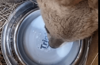 В Тверскую область везут еще двух спасенных медвежат