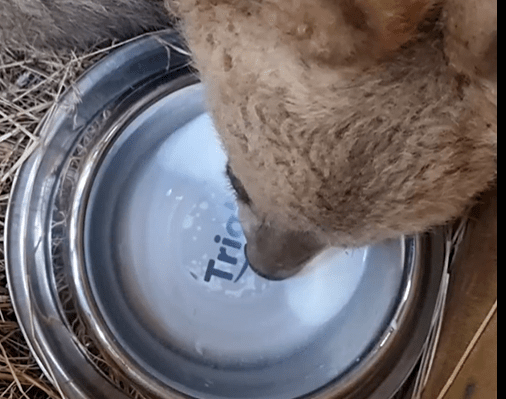 В Тверскую область везут еще двух спасенных медвежат