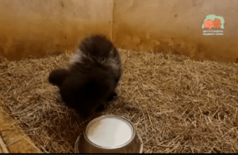 В Тверской области спасают пятнадцатого медвежонка В Тверской области спасают пятнадцатого медвежонка