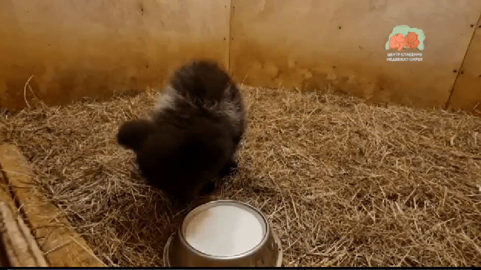 В Тверской области спасают пятнадцатого медвежонка