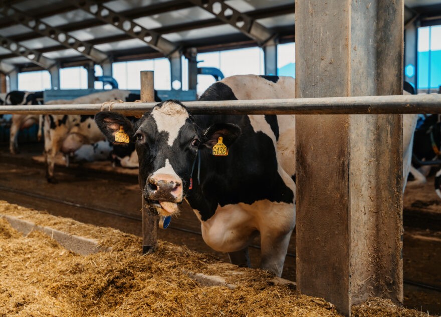 Жители Тверской области украли двух коров с предприятия