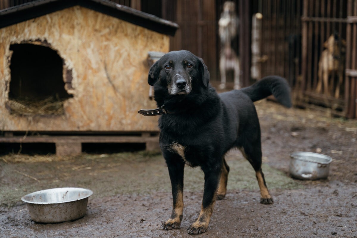 Президент России подписал закон об ответственном отношении к животным
