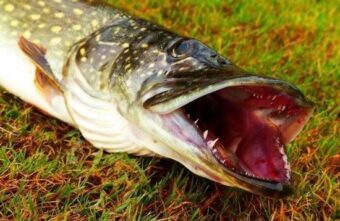 Житель Твери предстанет перед судом за незаконную рыбалку Житель Твери предстанет перед судом за незаконную рыбалку