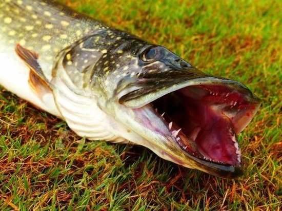 Житель Твери предстанет перед судом за незаконную рыбалку