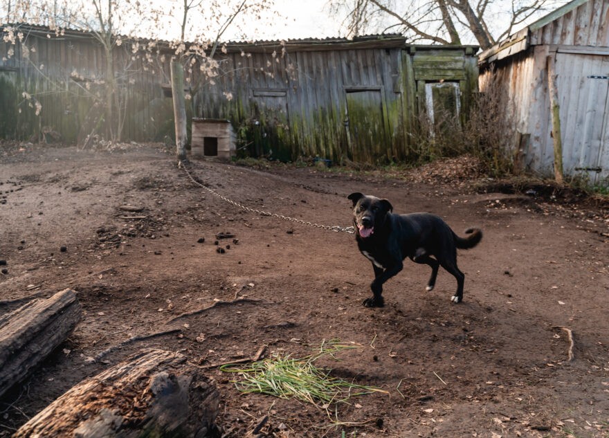 В Тверской области у домашней собаки выявили бешенство